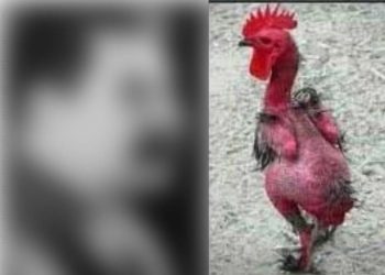 கோழியும் ஸ்டாலினும்