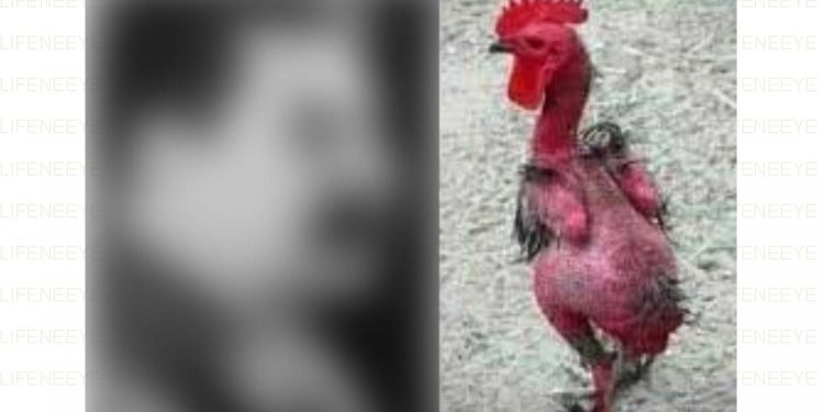 கோழியும் ஸ்டாலினும்