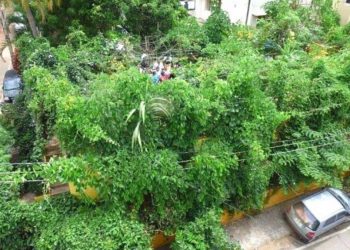 Urban Jungle of 1700 Trees on Terrace