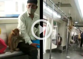 Monkey takes a ride in Delhi Metro - viral video