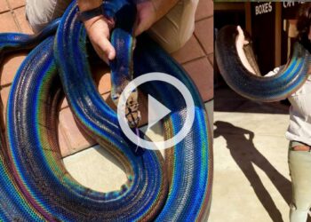 பலவண்ணங்களில் வானவில் கலரில் பாம்பின் வைரல் வீடியோ