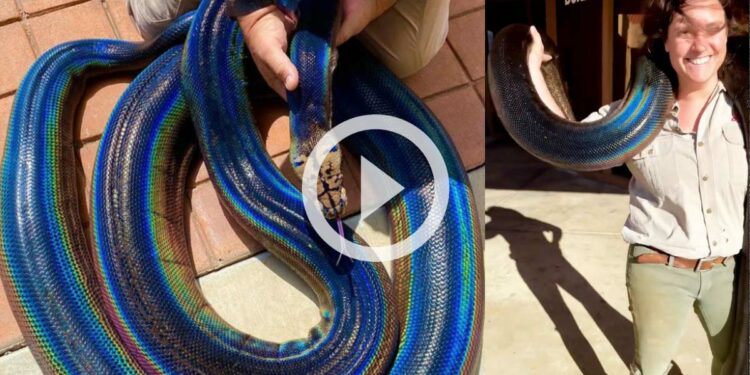 பலவண்ணங்களில் வானவில் கலரில் பாம்பின் வைரல் வீடியோ