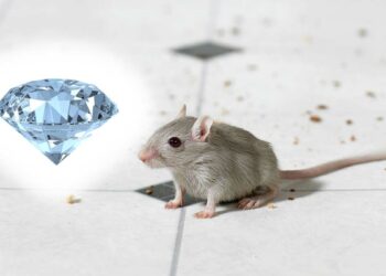 எலியும் வைரமும் - சிறுகதை - Diamond rich story