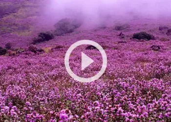 நீலக்குறிஞ்சி மலர்