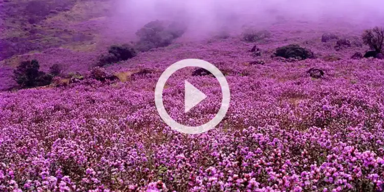 நீலக்குறிஞ்சி மலர்