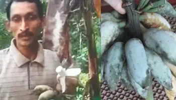 ஐஸ்கிரீம் வாழைப்பழங்கள் பற்றி தெரியுமா?