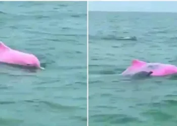 Pink dolphin Watch viral video
