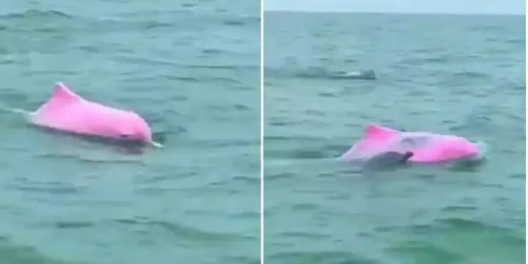 Pink dolphin Watch viral video