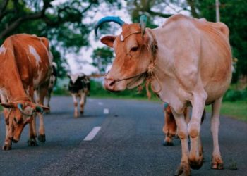 20 கிராம் தங்கச் சங்கிலியை விழுங்கிய பசு - பிறகு என்ன நடந்தது பாருங்கள்?