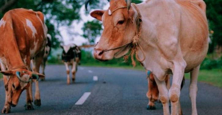 20 கிராம் தங்கச் சங்கிலியை விழுங்கிய பசு - பிறகு என்ன நடந்தது பாருங்கள்?