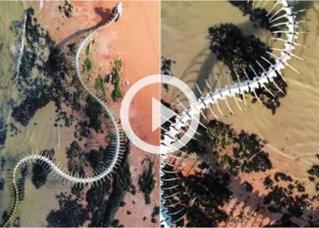 30 மீட்டர் நீளமுள்ள பாம்பு எலும்புக்கூட்டின் வீடியோ - உண்மை நிலவரம்