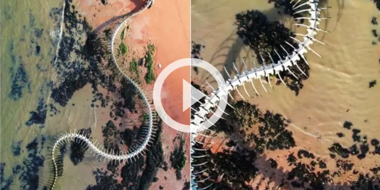 30 மீட்டர் நீளமுள்ள பாம்பு எலும்புக்கூட்டின் வீடியோ - உண்மை நிலவரம்