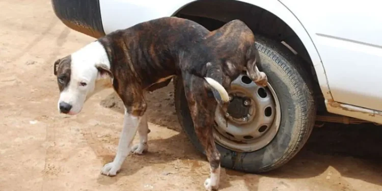 ஏன் நாய்கள் எப்போதும் கம்பங்கள் அல்லது கார் டயர்களில் சிறுநீர் கழிக்கின்றது தெரியுமா?