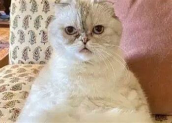 800 கோடி மதிப்புள்ள பூனை