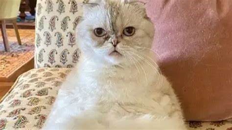 800 கோடி மதிப்புள்ள பூனை